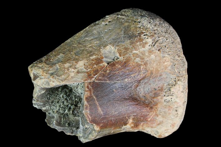 Ornithomimid Metatarsal Bone - Alberta (Disposition #-) #92796